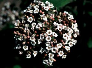 Viburnum cotinifolium 