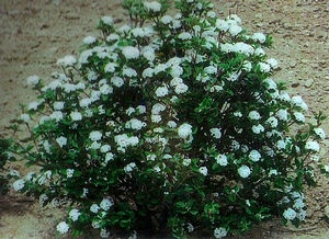 Viburnum x burkwoodii 