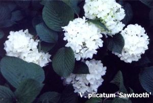 Viburnum plicatum f. plicatum 