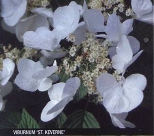 Viburnum plicatum f. tomentosum 
