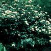 Viburnum cassinoides 'Hillier Form'