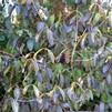 Viburnum nudum 'Callaway Large Leaf'