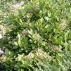 Viburnum nudum 'Callaway Small Leaf'
