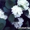 Viburnum plicatum f. plicatum 'Sawtooth'