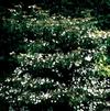 Viburnum plicatum f. tomentosum 'Nanum Semperflorens'