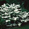 Viburnum plicatum f. tomentosum 'Shasta'