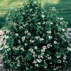 Viburnum plicatum f. tomentosum 'Summer Snowflake'