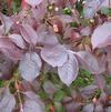 Viburnum prunifolium 'Forest Rouge'