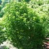 Viburnum prunifolium 'Ovation'