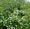 Viburnum prunifolium 'Summer Magic'