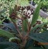 Viburnum rhytidophyllum 'Green Trumph'
