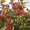 Viburnum trilobum 'Redwing™'