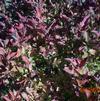 Viburnum trilobum 'Spring Green Compact'